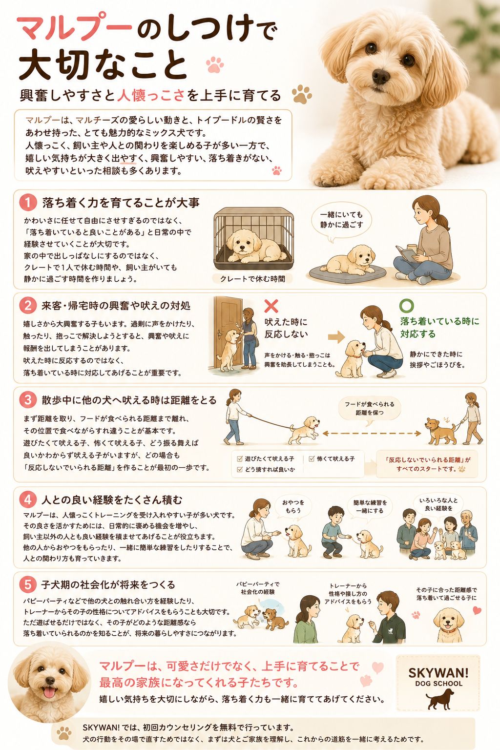 マルプーのしつけで大切なことをまとめた図解