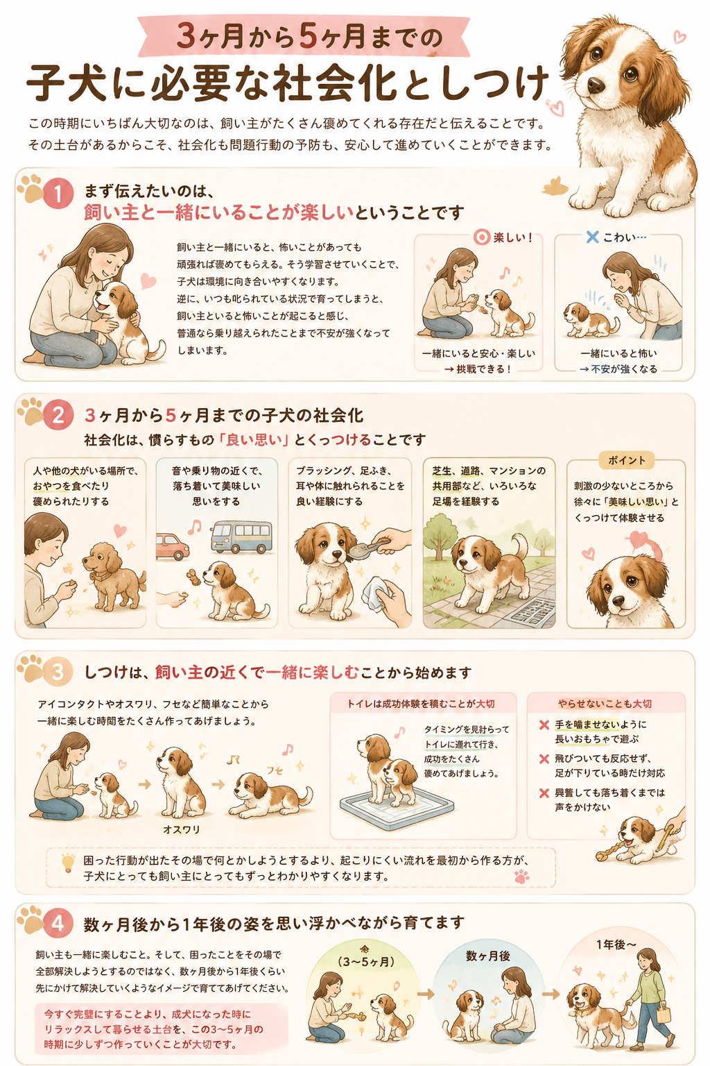 3ヶ月から5ヶ月までの子犬の社会化