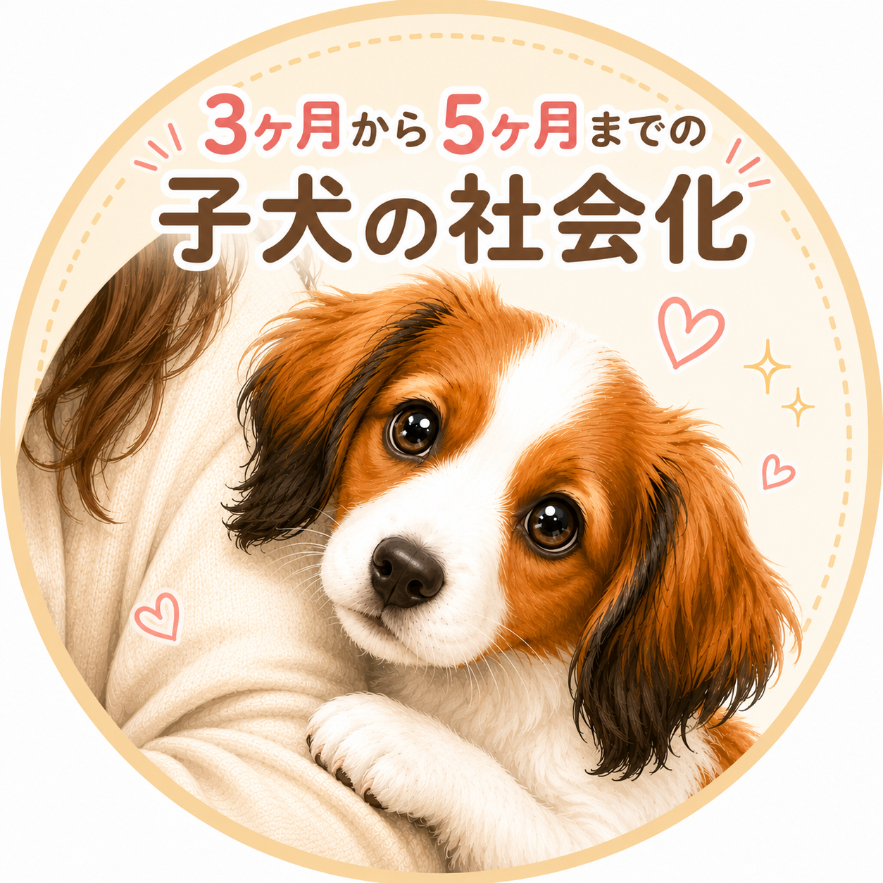 3ヶ月から5ヶ月までの子犬に必要な社会化としつけ