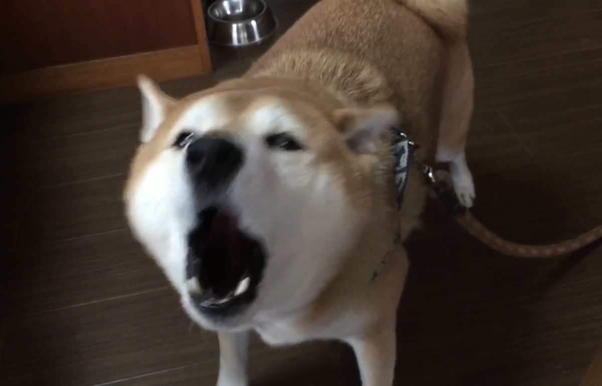 要求吠えをしている柴犬の様子