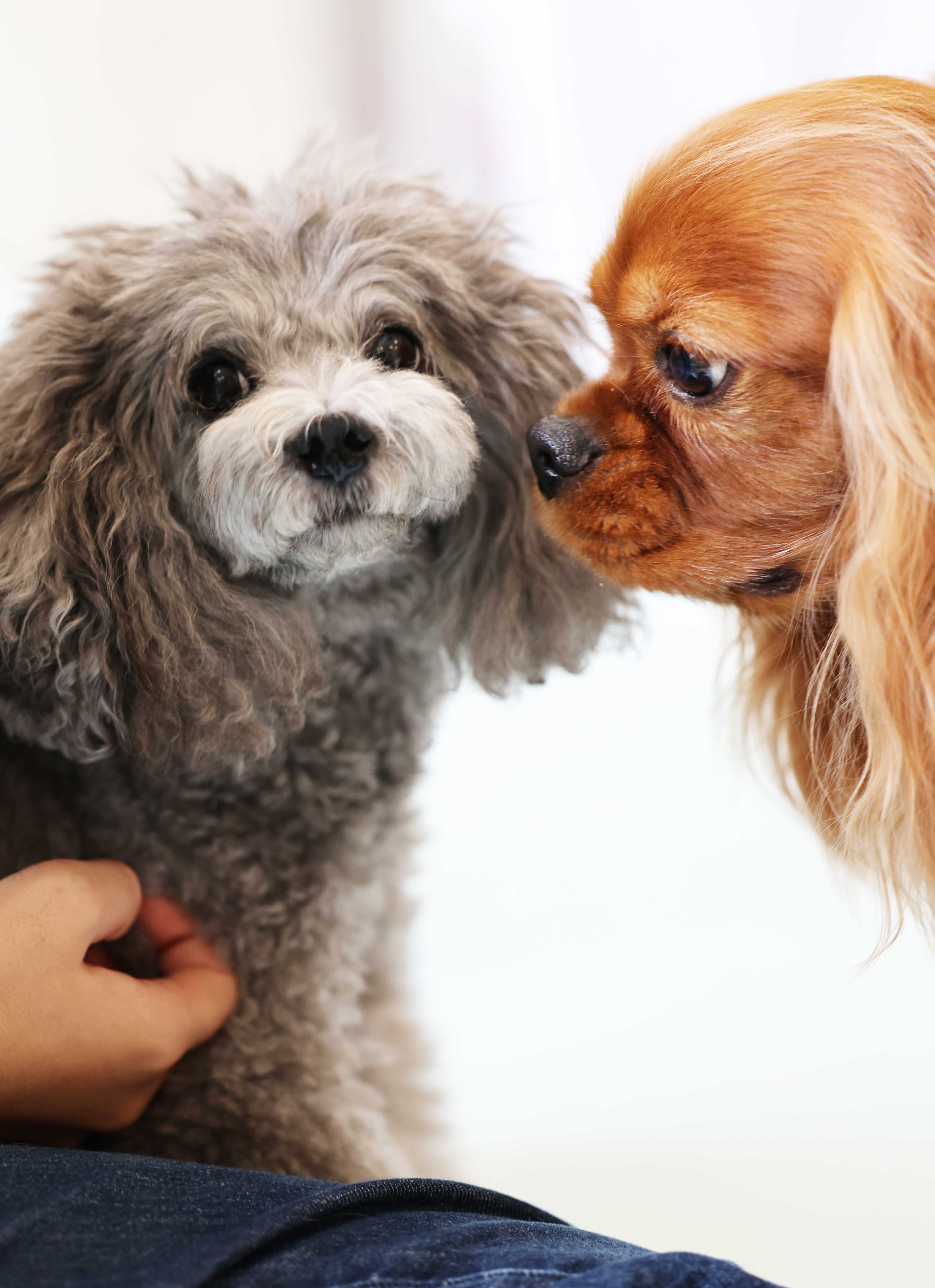 SKYWAN!の犬の保育園で落ち着いて過ごす犬たちの様子