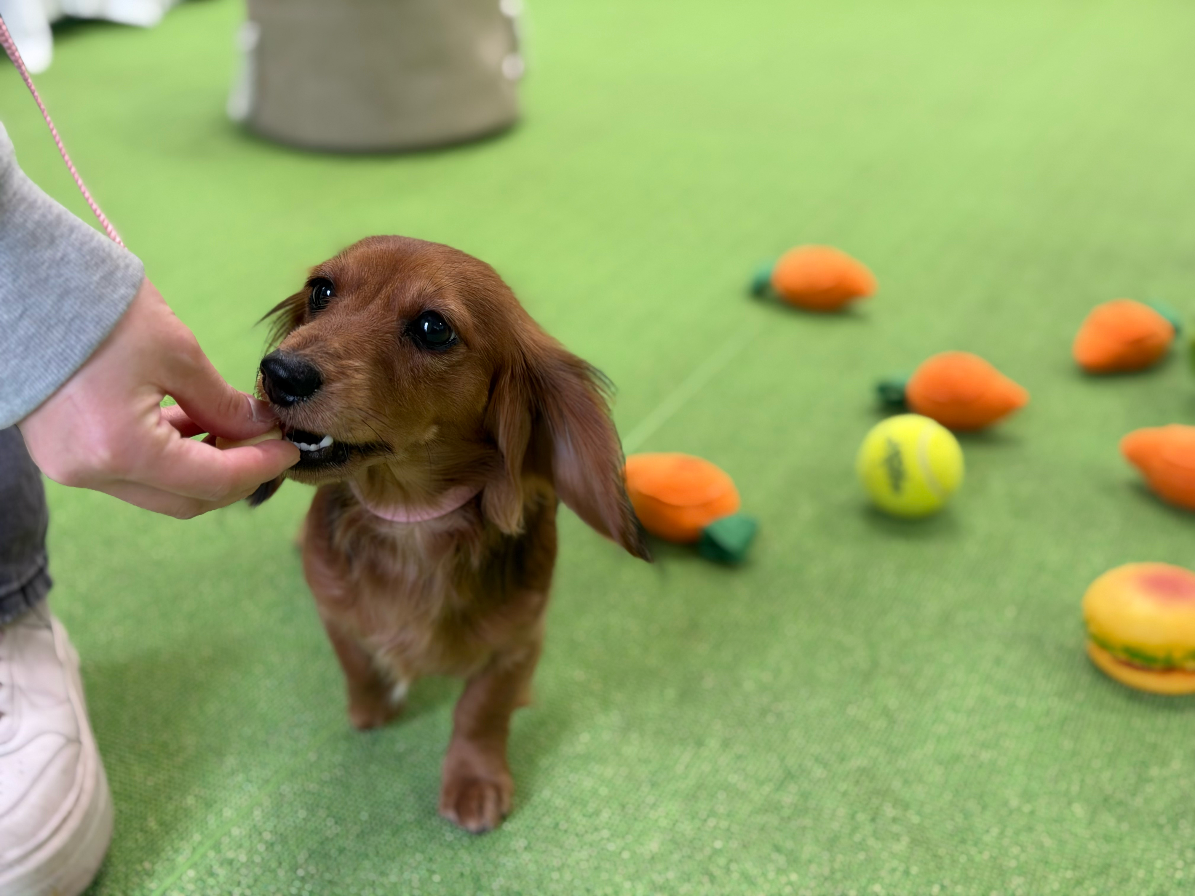 スタッフと楽しくトレーニングする様子