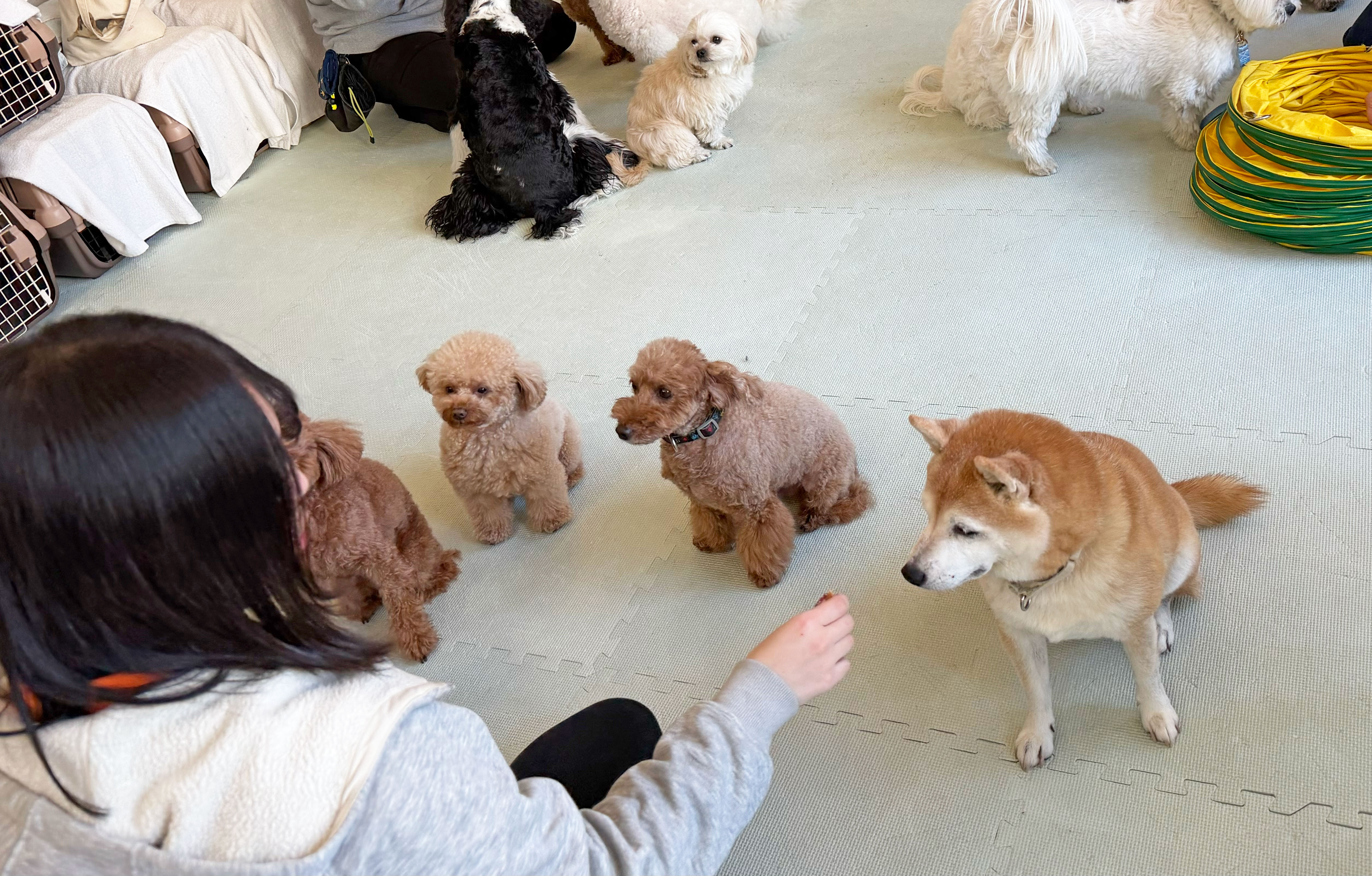 相性を見ながらフリータイムを過ごす犬たち