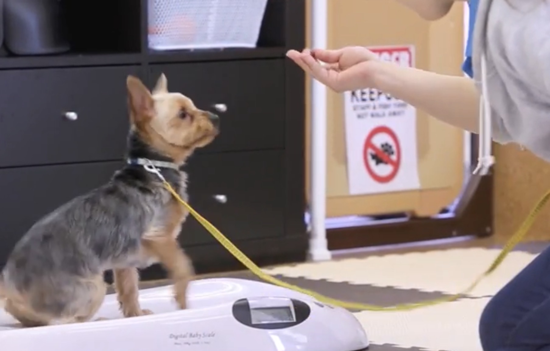 登園後に落ち着いて健康チェックと導入の練習を受ける犬