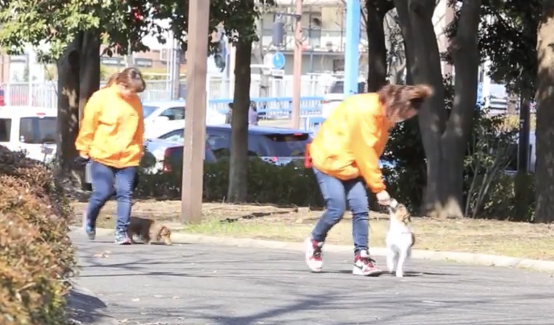 午後のトレーニングで屋外の練習を行う犬たち