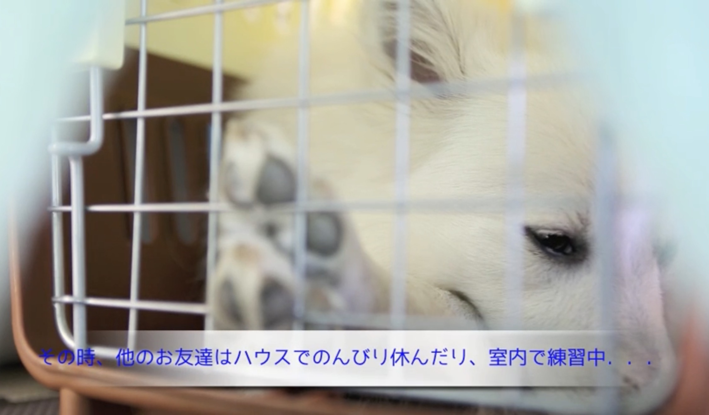 保育園でクレートの中で落ち着いて休憩する犬