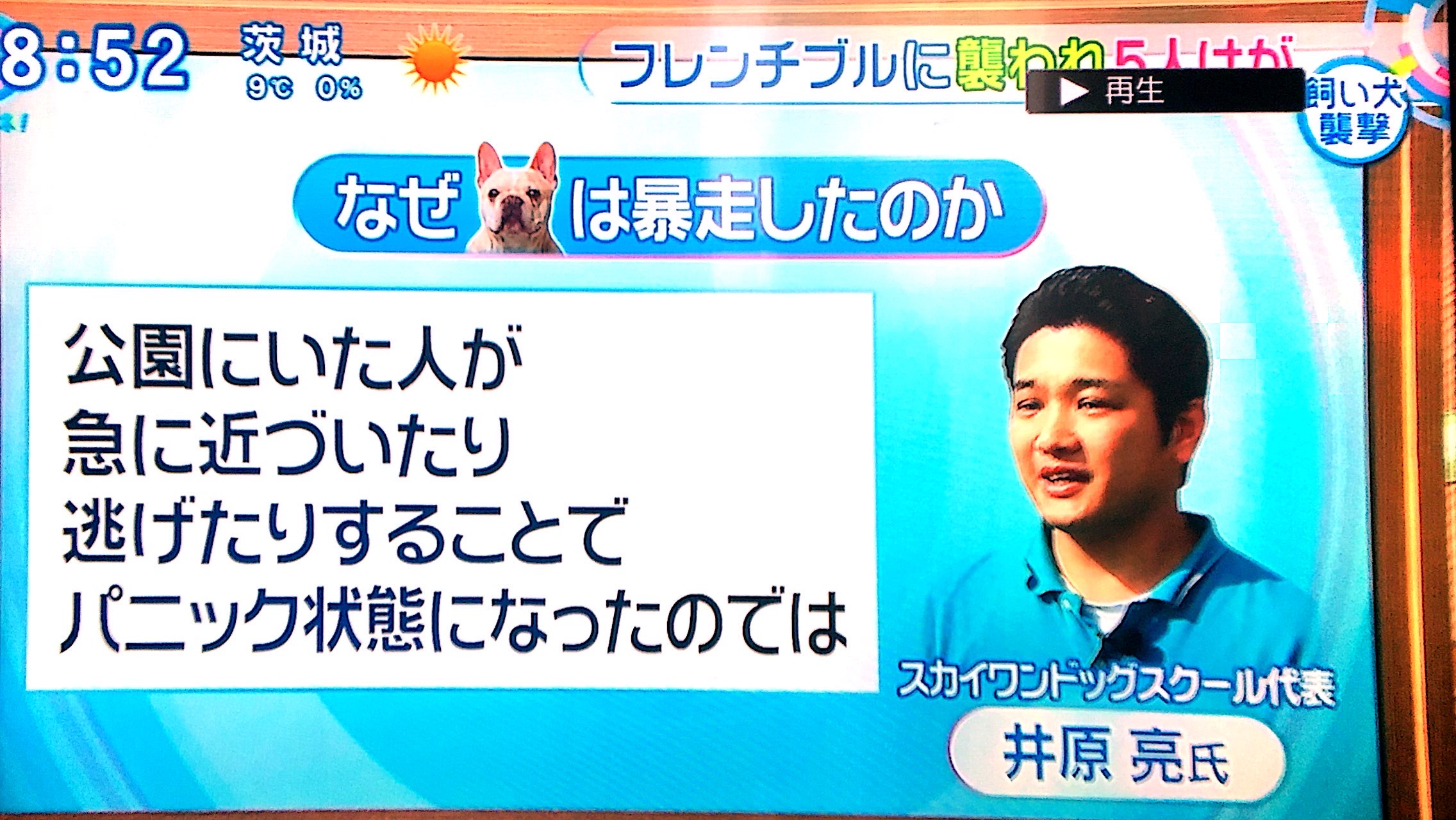 ニュース番組でフレンチブルドッグの行動について解説している様子