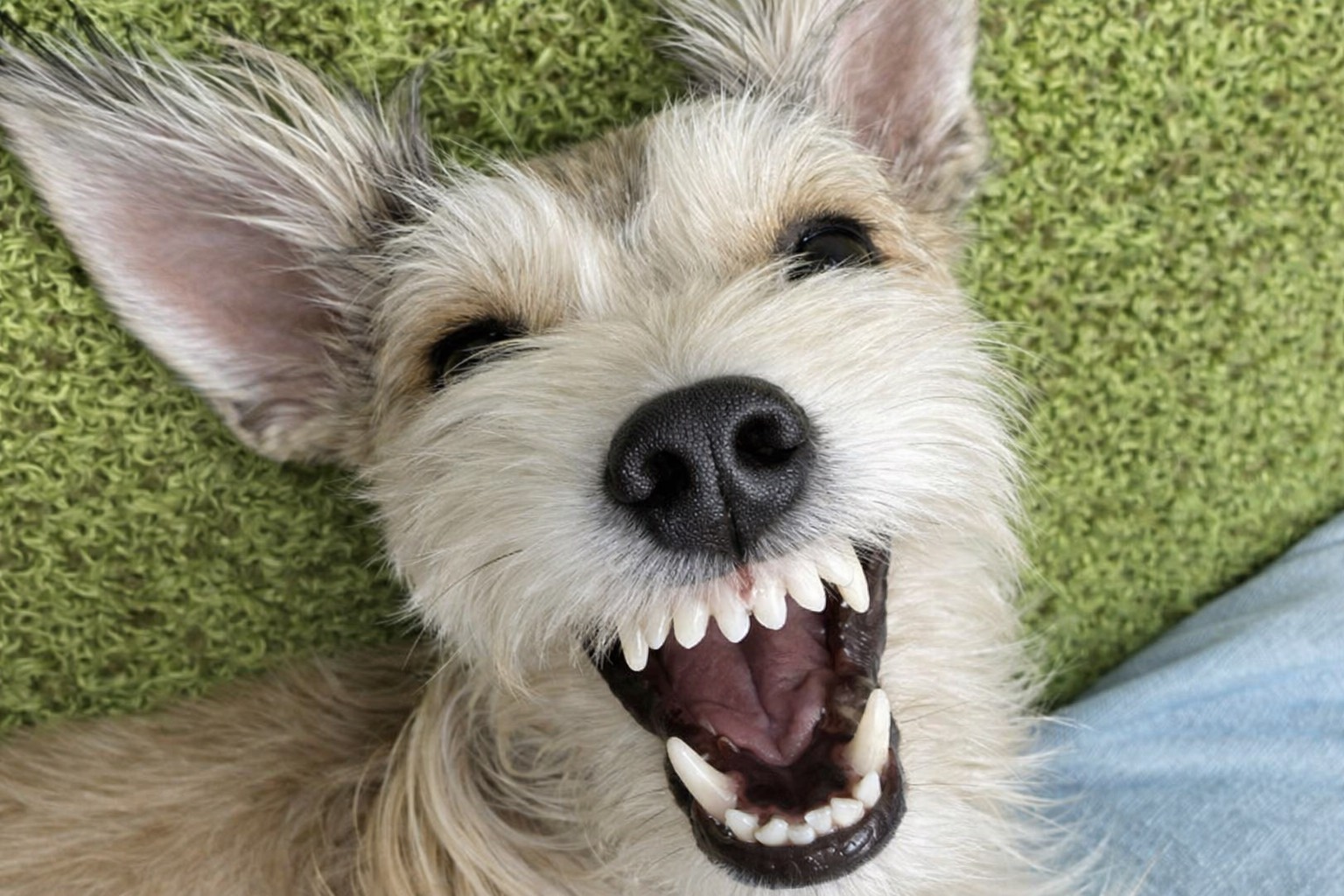 SKYWANのイベントの様子