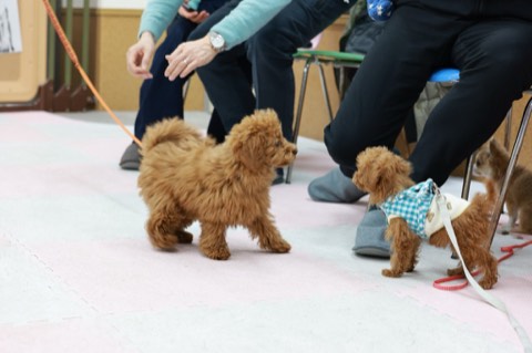SKYWANのコラムで紹介している子犬の様子