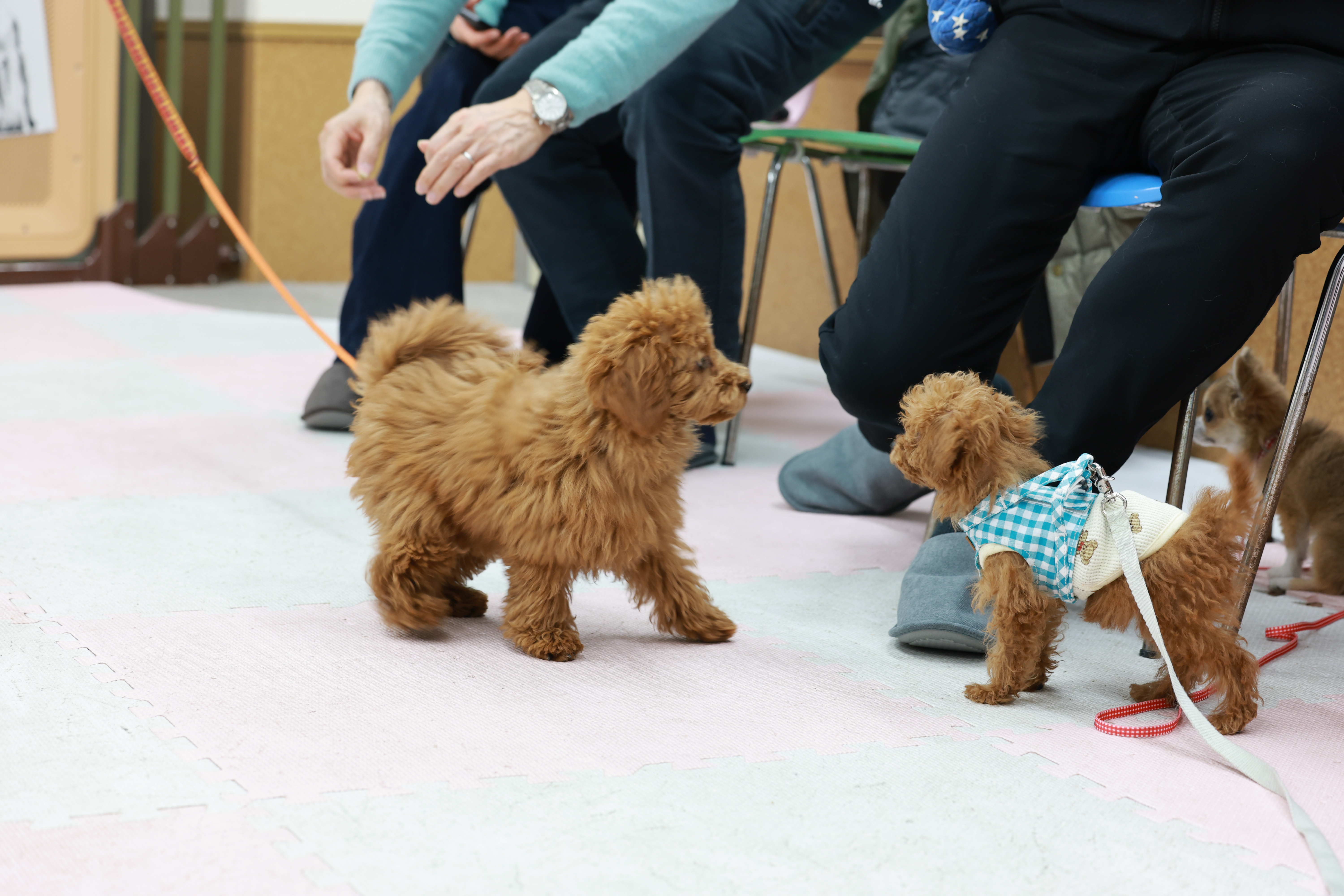 SKYWANのパピーパーティの様子