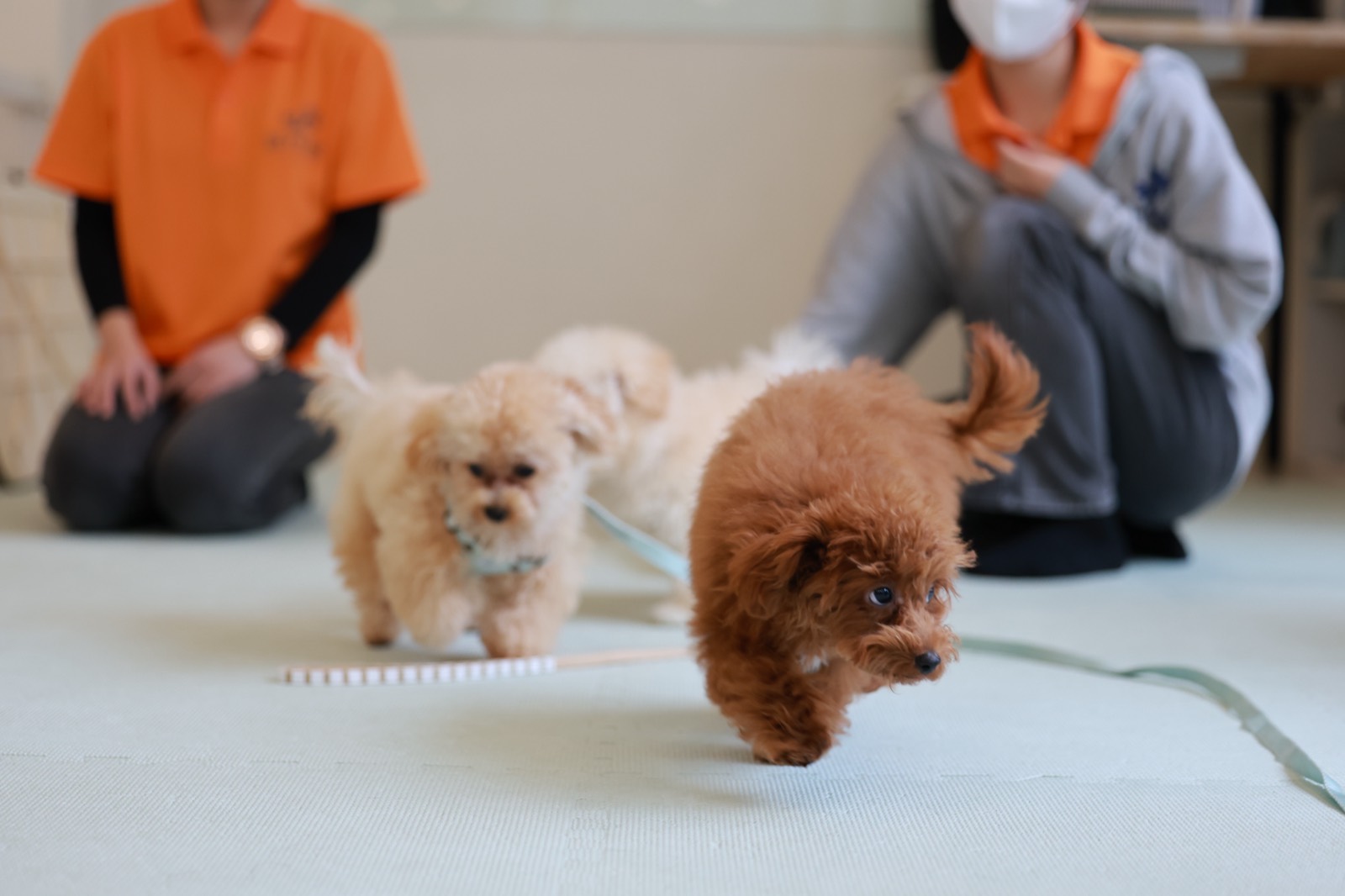 子犬たちがふれあいながら学ぶ様子