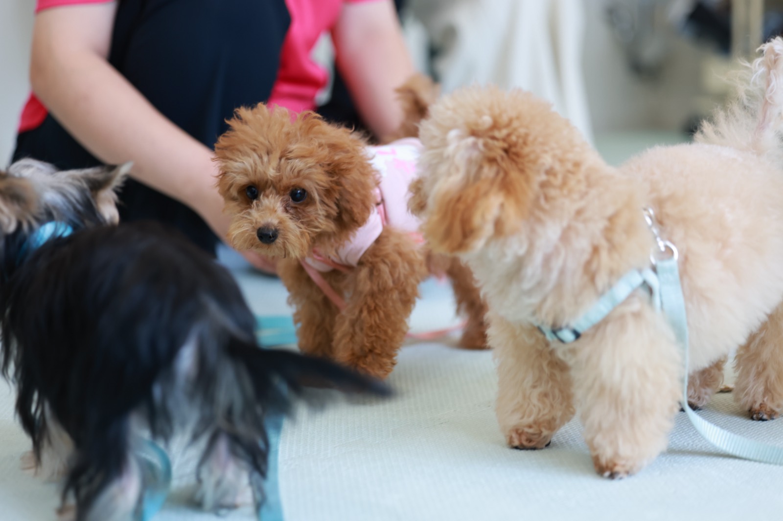 子犬たちがふれあいながら学ぶ様子