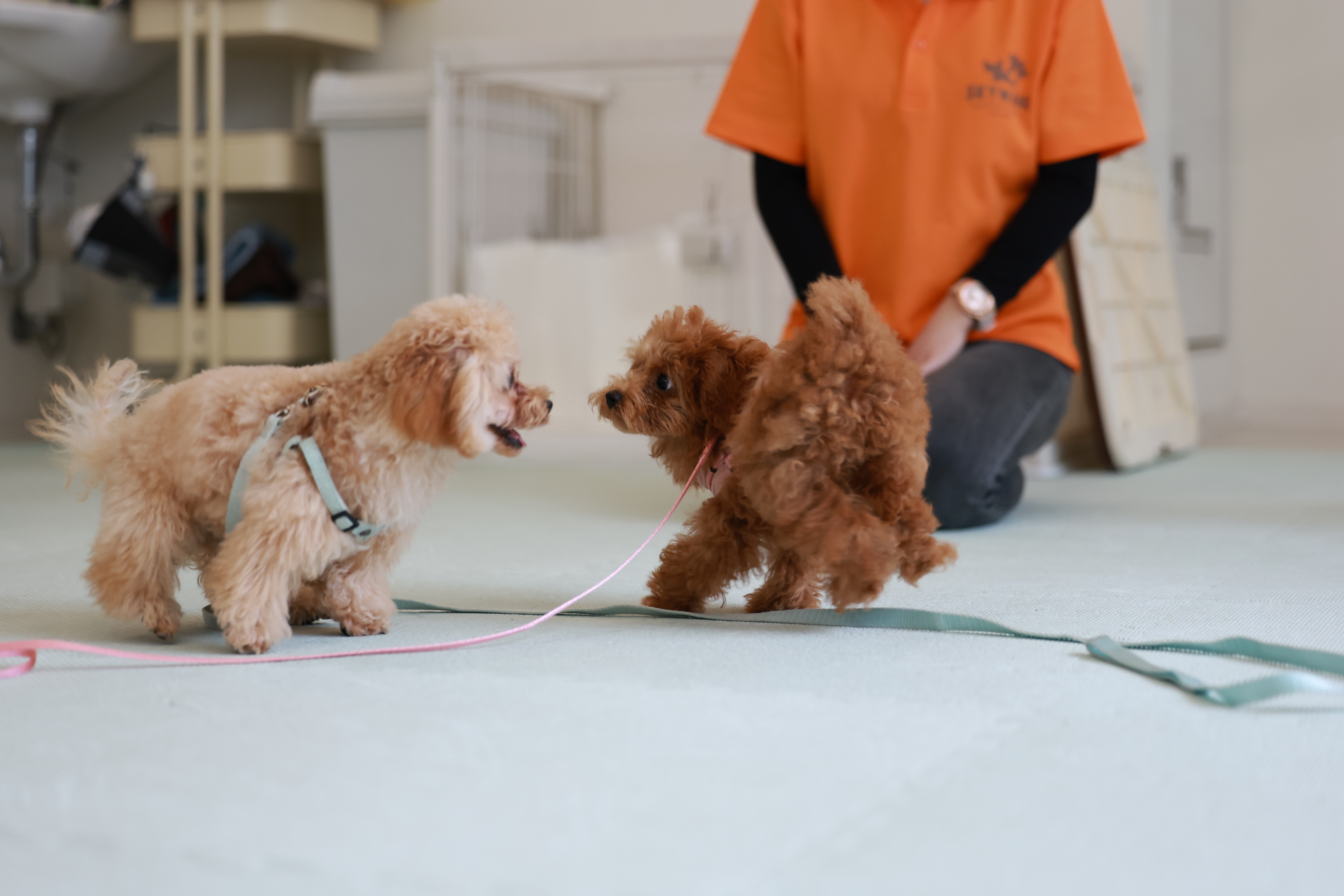 子犬たちがふれあいながら学ぶ様子