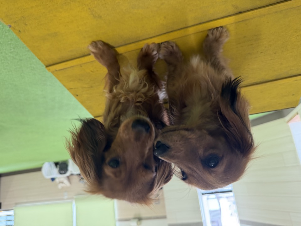 ドッグトレーナーと一緒に集中の練習をする犬の様子