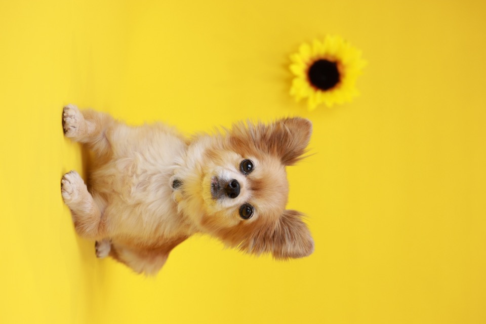 犬の保育園で落ち着いて過ごす犬たちの様子