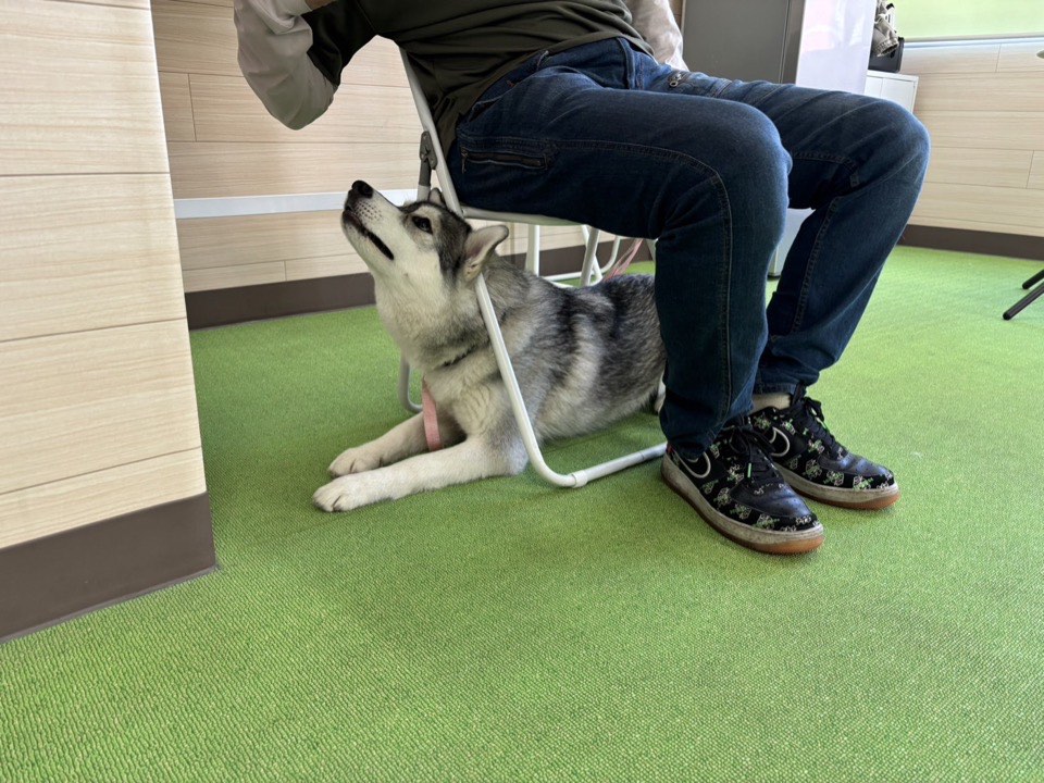 トレーナーの近くで子犬が落ち着いて過ごしている様子