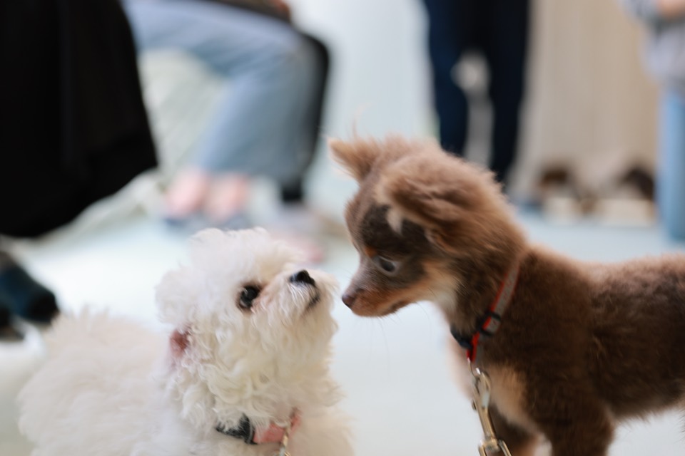 犬同士の距離感を見ながら社会化トレーニングを進める保育園の様子