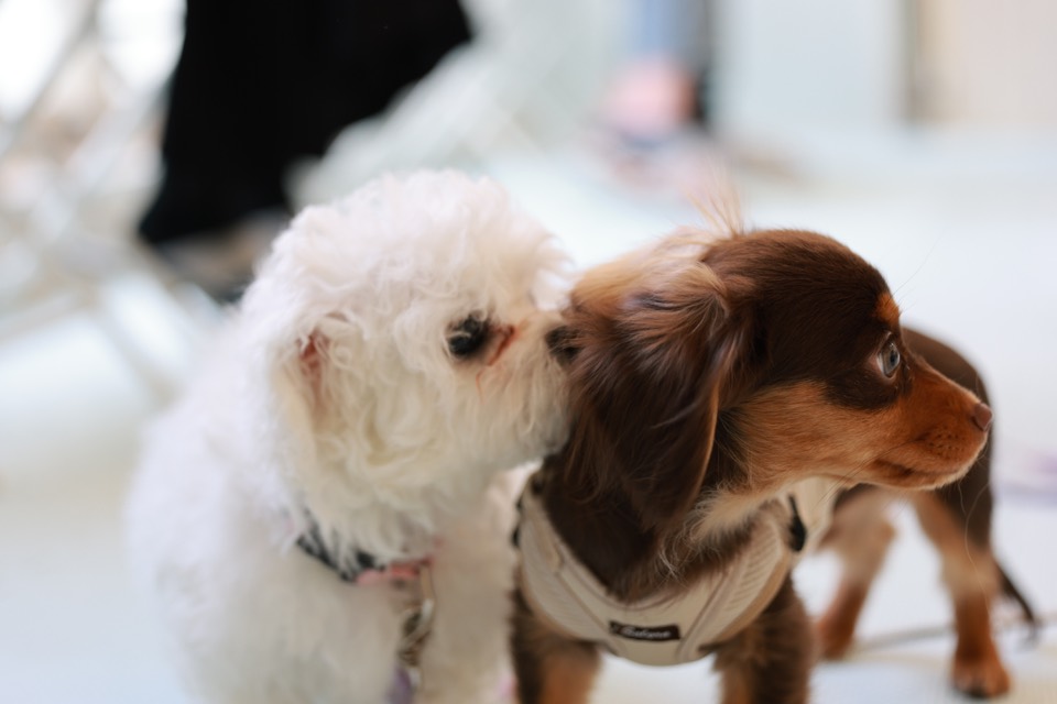 落ち着いて他の犬と関わる子犬の様子