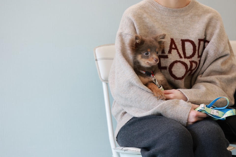 飼い主さまに抱っこされながら保育園の環境に慣れていく子犬
