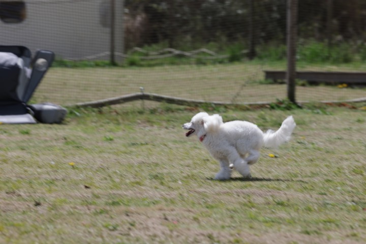 SKYWANのトレーナーが犬と向き合う様子
