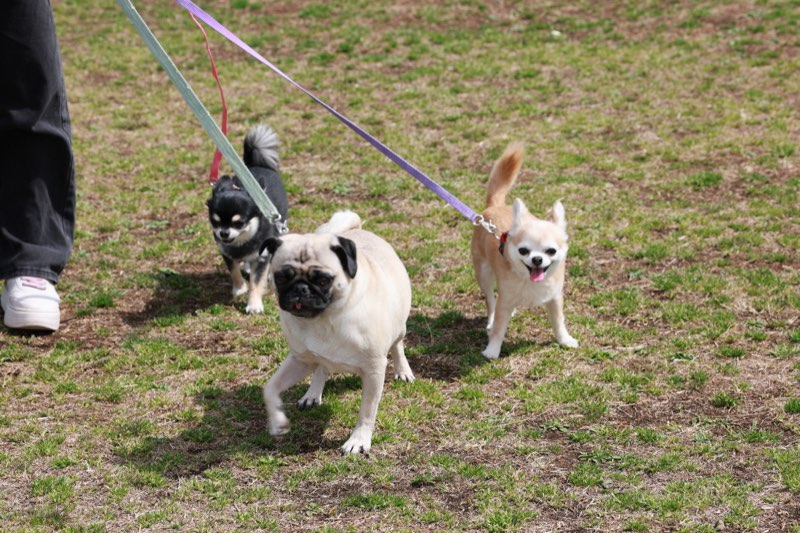 屋外で歩きながらさまざまな経験を積む小型犬たち