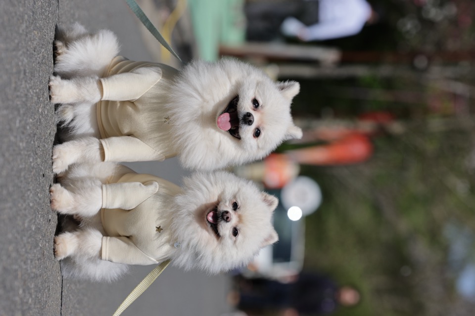 犬同士の距離感を見ながら挨拶する保育園の様子