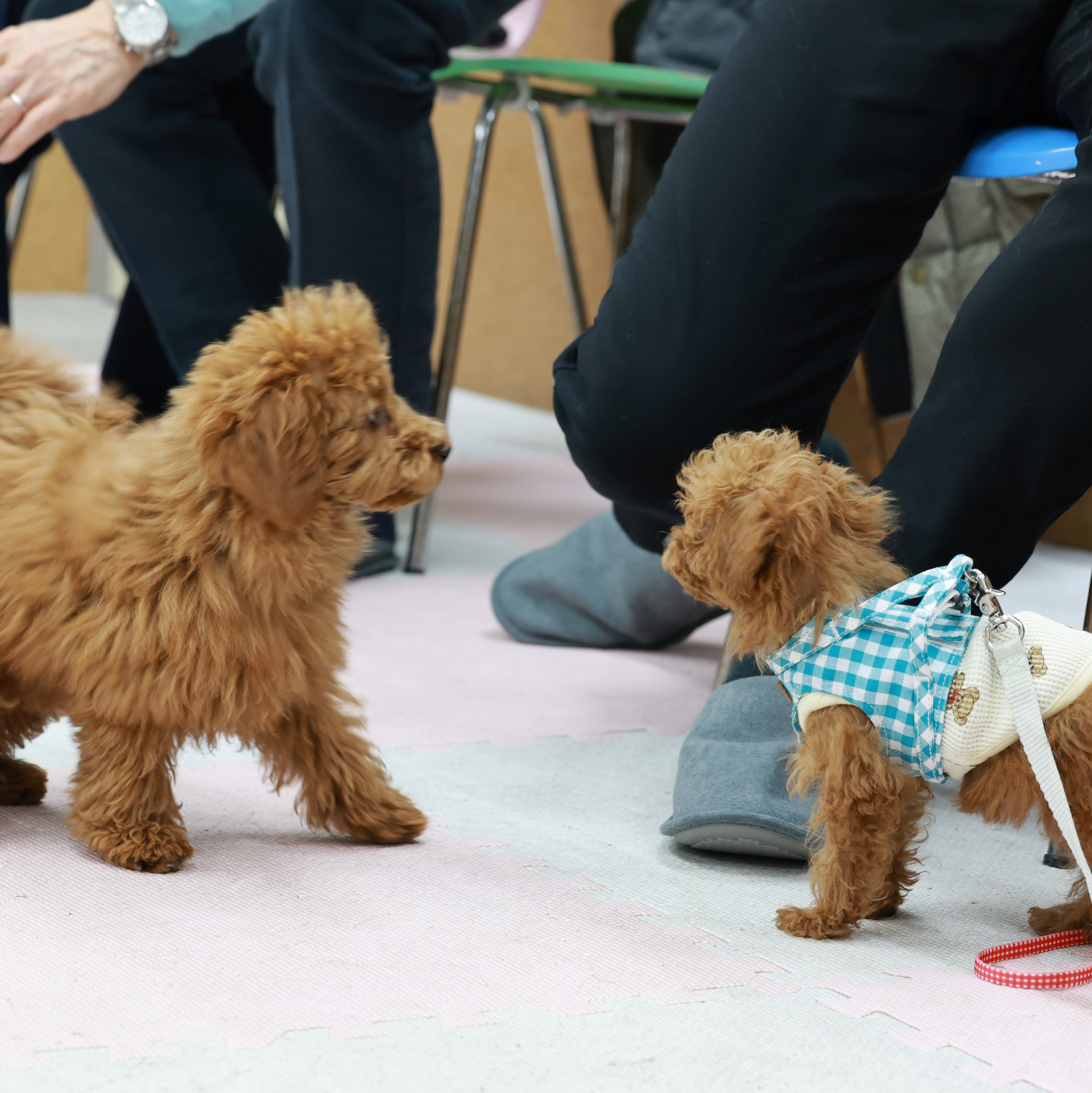子犬同士が向き合って学ぶ様子