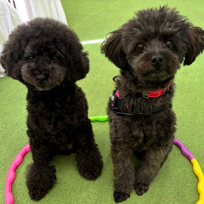 仲良く並んで座る2頭の犬